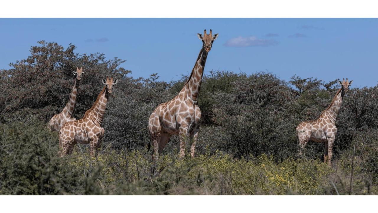 Sandune Game Lodge Gobabis Eksteriør bilde